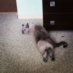 Cat looking away