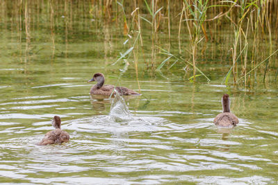 Ducks swimming in lake