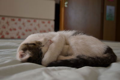 Cat relaxing on bed