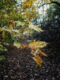 Low angle view of dry leaves on tree in forest