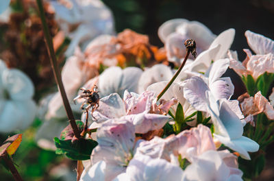 Close-up of cherry blossoms on plant