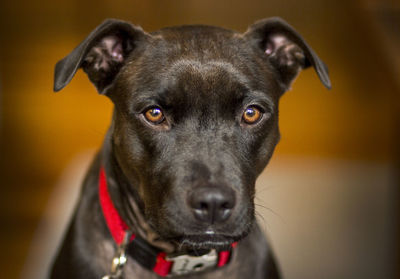 Close-up of  alert brown dog