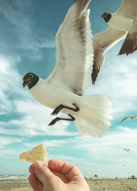 Close-up of hand holding seagull flying over beach