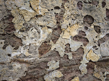 Full frame shot of tree trunk on wall