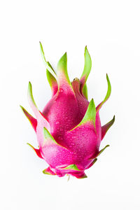 Close-up of pink flower over white background