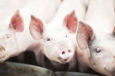 High angle view of pigs