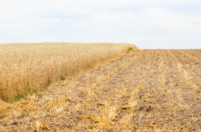 Scenic view of agricultural field against sky