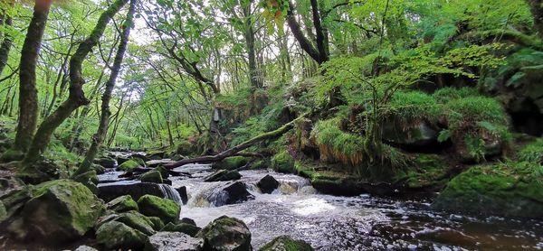 Scenic view of river amidst trees in forest