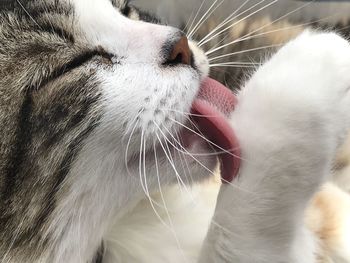 Close-up of cat