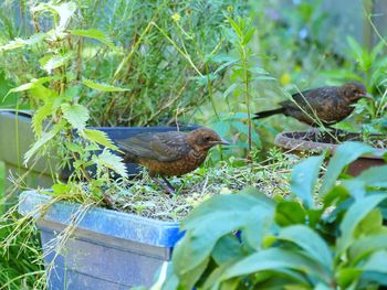 Bird perching on a plant