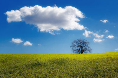 Scenic view of field against sky