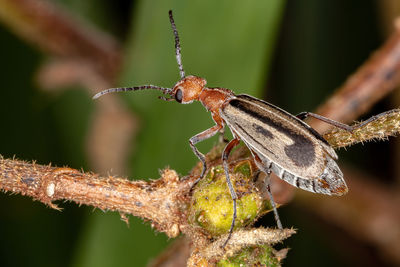 Close-up of insect on plant