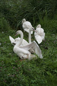 High angle view of swans on field