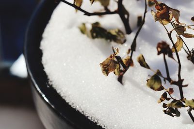 Snow on frozen pot