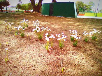 Flowers growing on tree