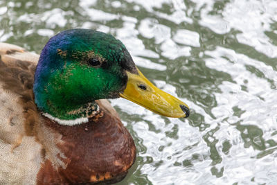 Close-up of a duck in lake