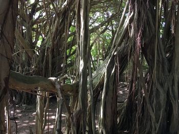 View of trees in forest