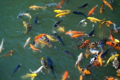 High angle view of koi carps swimming in lake