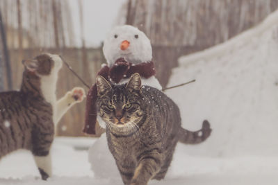 Cats in snow