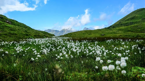 Scenic view of field and mountains against sky