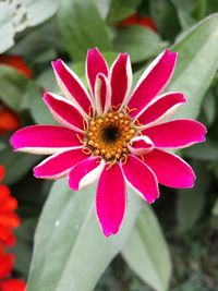 Close-up of pink flower