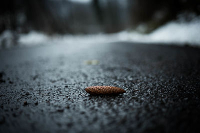 Close-up of fallen leaf on road