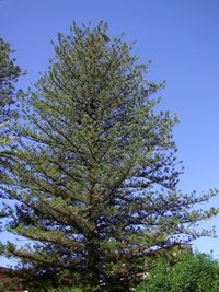 Low angle view of tree against blue sky