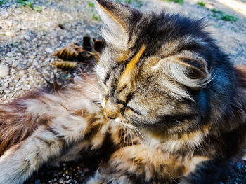 Close-up of tiger