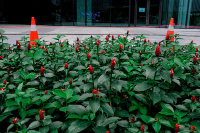 Red flowering plants
