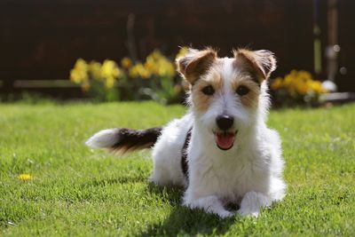 Portrait of dog on field