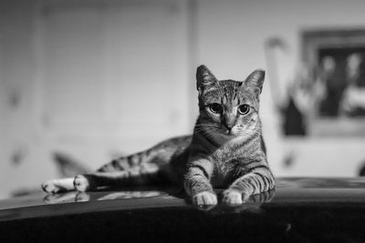 Portrait of cat relaxing at home