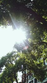 Low angle view of trees