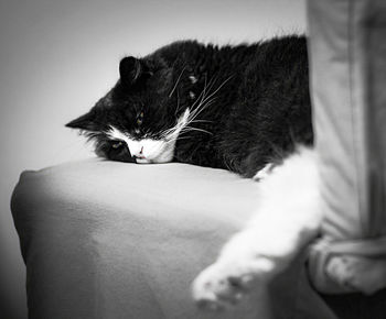 Close-up of cat relaxing on bed