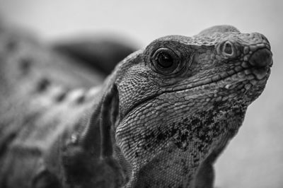 Close-up of lizard