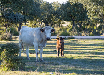 Cow standing in a field