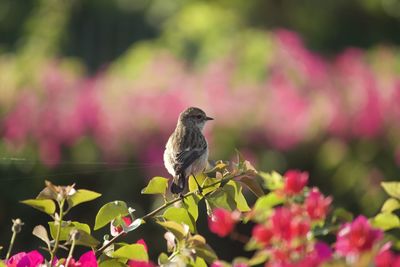 Bird perching on pink flower