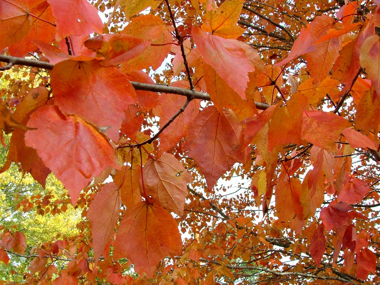 Fall leaves on branches, fall season