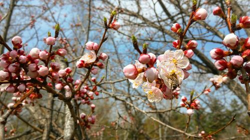 Low angle view of apple blossoms in spring