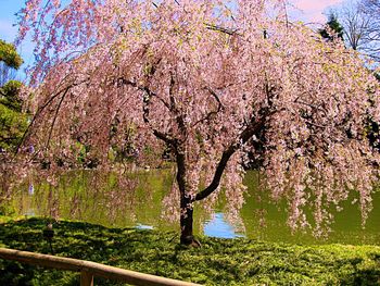 Flowers growing on tree