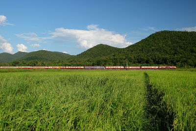 Scenic view of agricultural field against sky