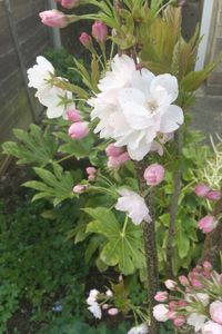 Close-up of white flowering plants