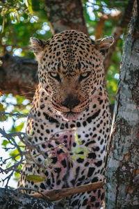 Portrait of cat on tree