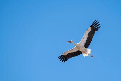 Stork in flight reaching its nest