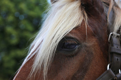 Close-up of a horse