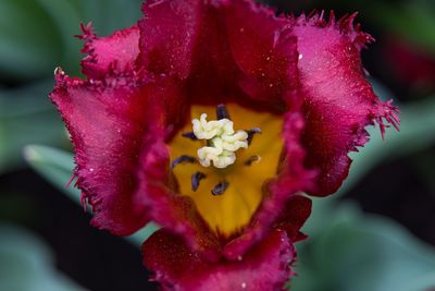 Close-up of pink hibiscus blooming in park