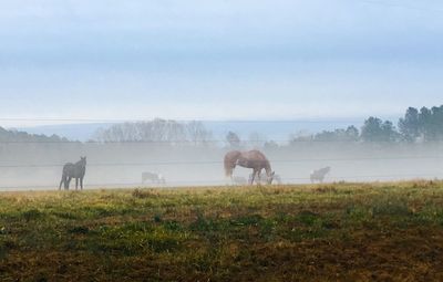 Cows grazing on field against sky