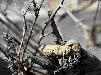 Close-up of plant against blurred background