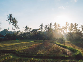 Scenic view of agricultural field against sky