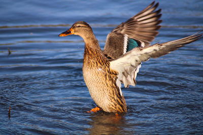 View of duck in lake
