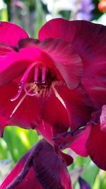 Close-up of pink flower